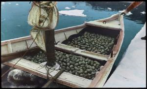 Image of 4000 Fresh Eider Eggs in Dory